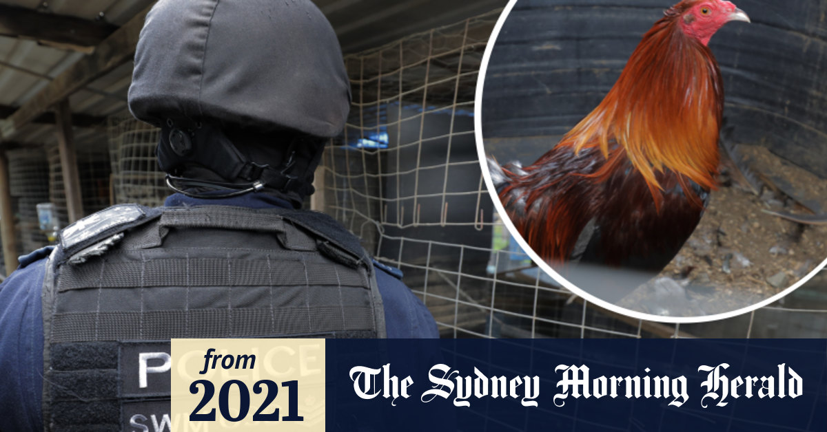 Horsley Park Cockfighting Ring Busted By Nsw Police 